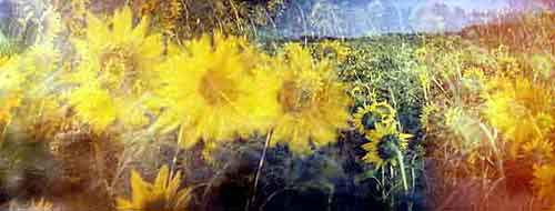 Sunflower Arles